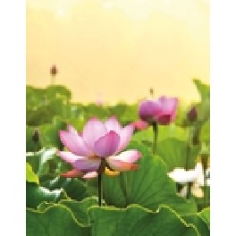 Blank notesbog - lotus Blank notesbog - lotus