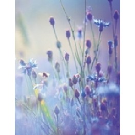 Blank notesbog - sommereng Blank notesbog - sommereng